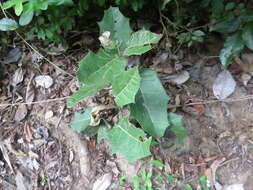 Image of Hyperbaena ilicifolia Standl.