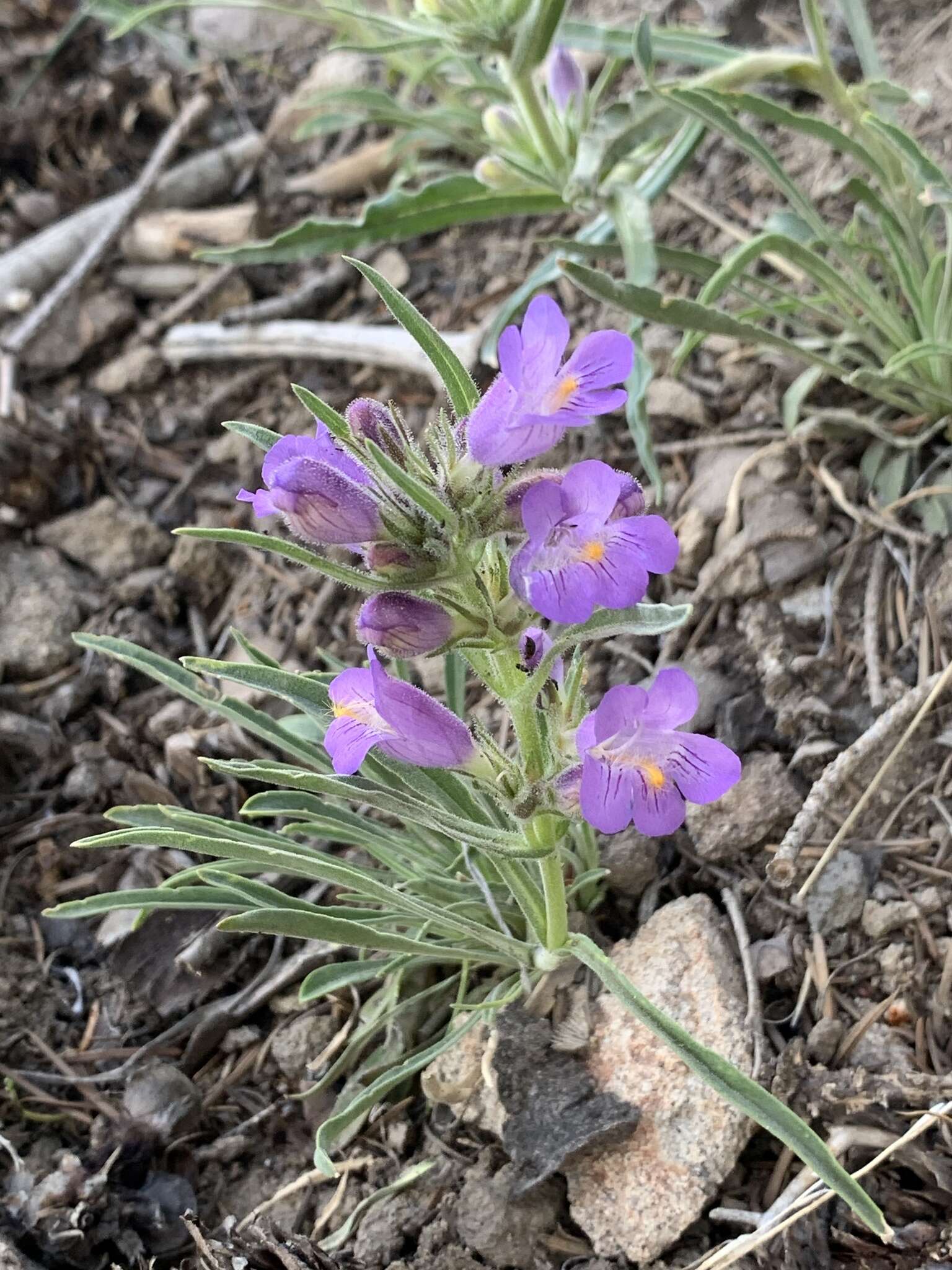 Image of fuzzytongue penstemon