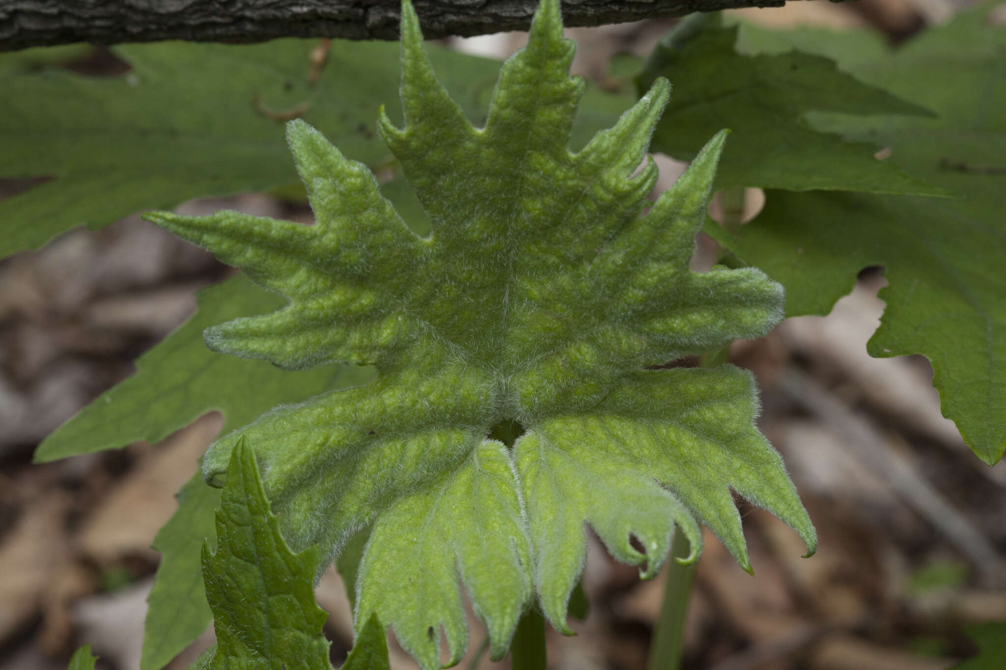 Petasites tatewakianus Kitam.的圖片