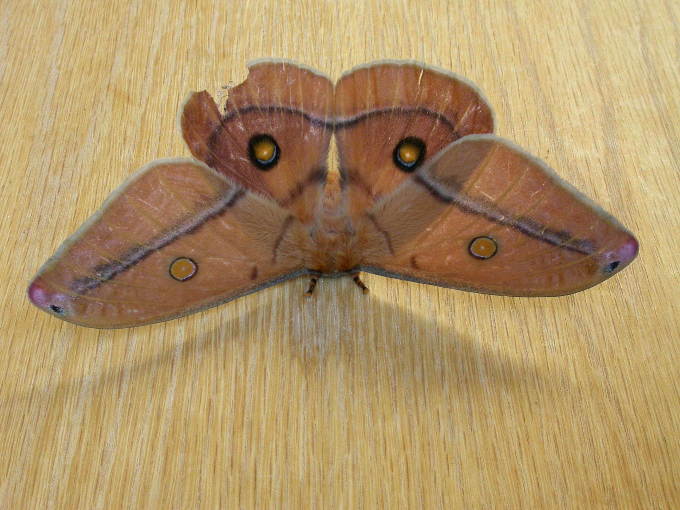 Image of Opodiphthera helena