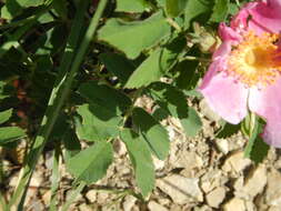 Image of prairie rose