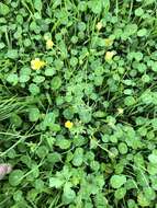 Image of hairy buttercup