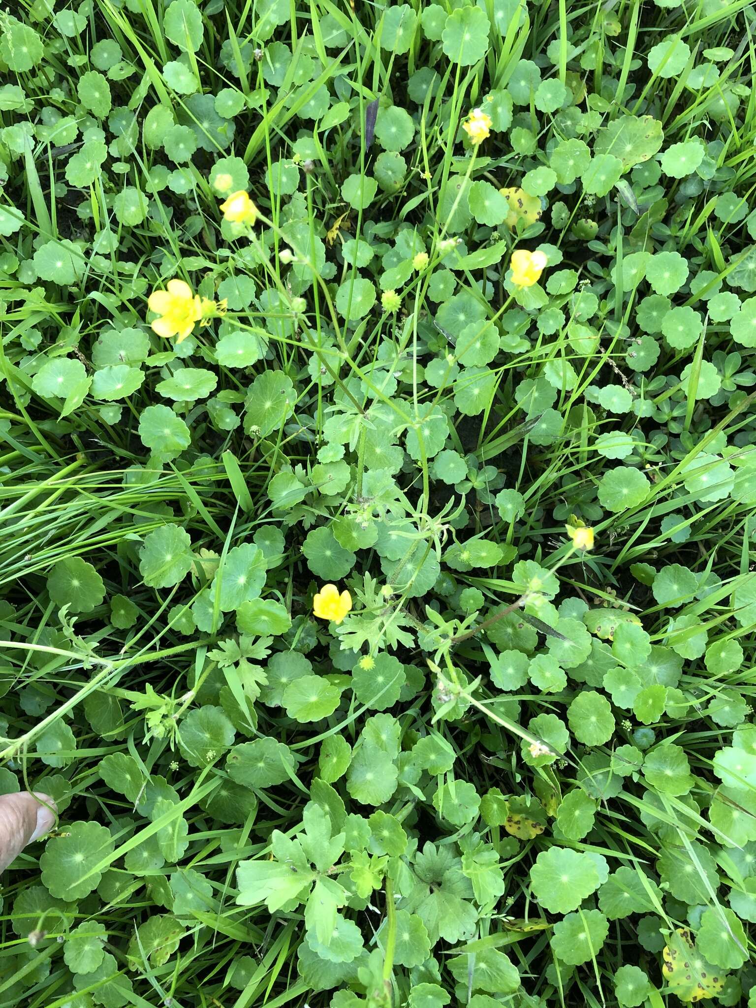 Image of hairy buttercup