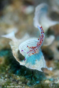 Coryphellina rubrolineata O'Donoghue 1929 resmi