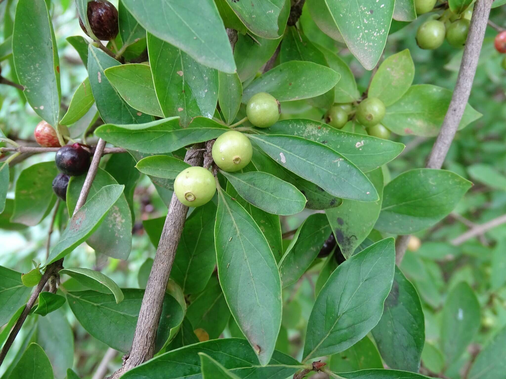 Image de Feretia apodanthera Delile