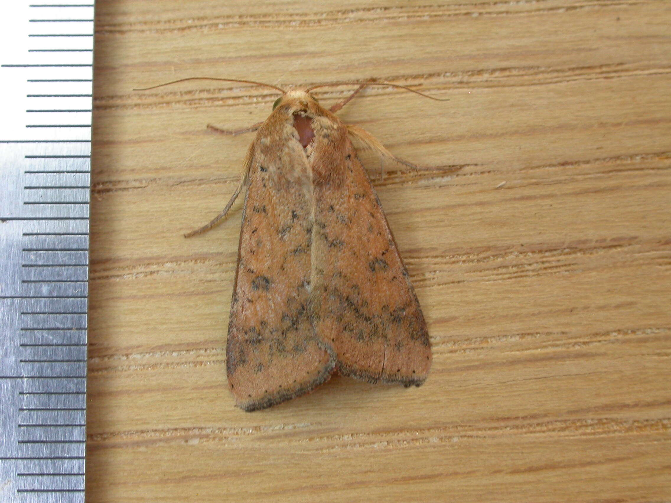 Image of cotton bollworm