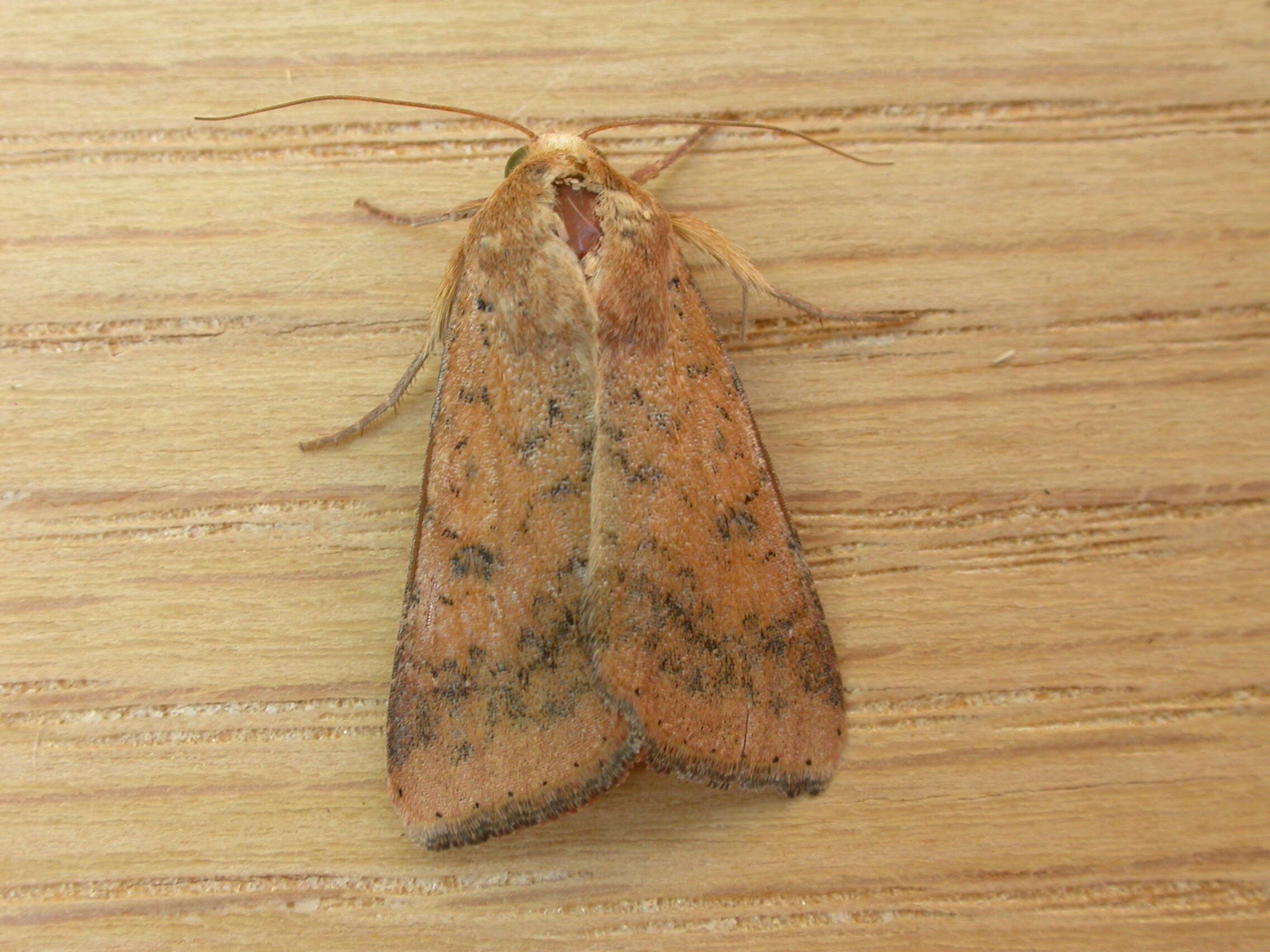 Image of cotton bollworm