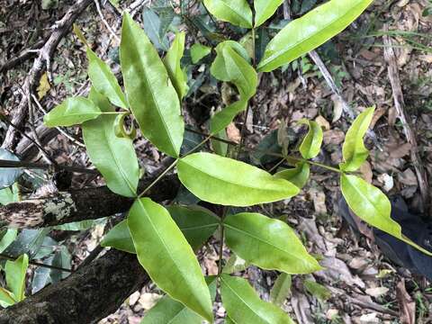 Image of Flindersia bennettii F. Müll. ex C. Moore