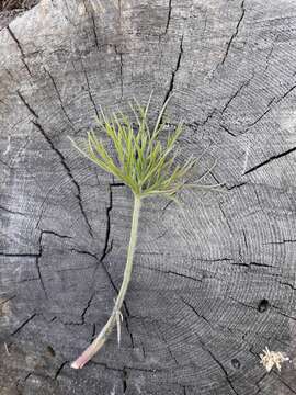 Image of Pulsatilla patens subsp. angustifolia (Turcz.) Grey-Wilson