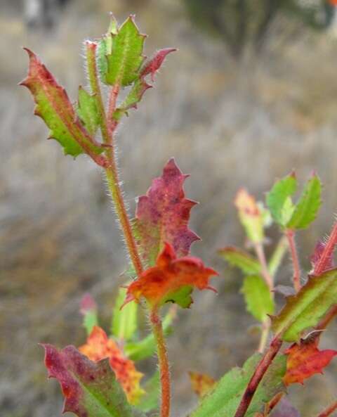 Image of Gonocarpus urceolatus A. E. Orchard