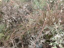 Image of Ephedra tweedieana C. A. Mey.