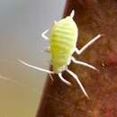 Image of Aphid