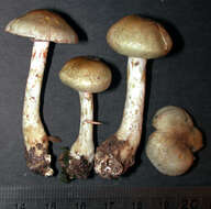 Слика од Cortinarius calaisopus Soop 2013