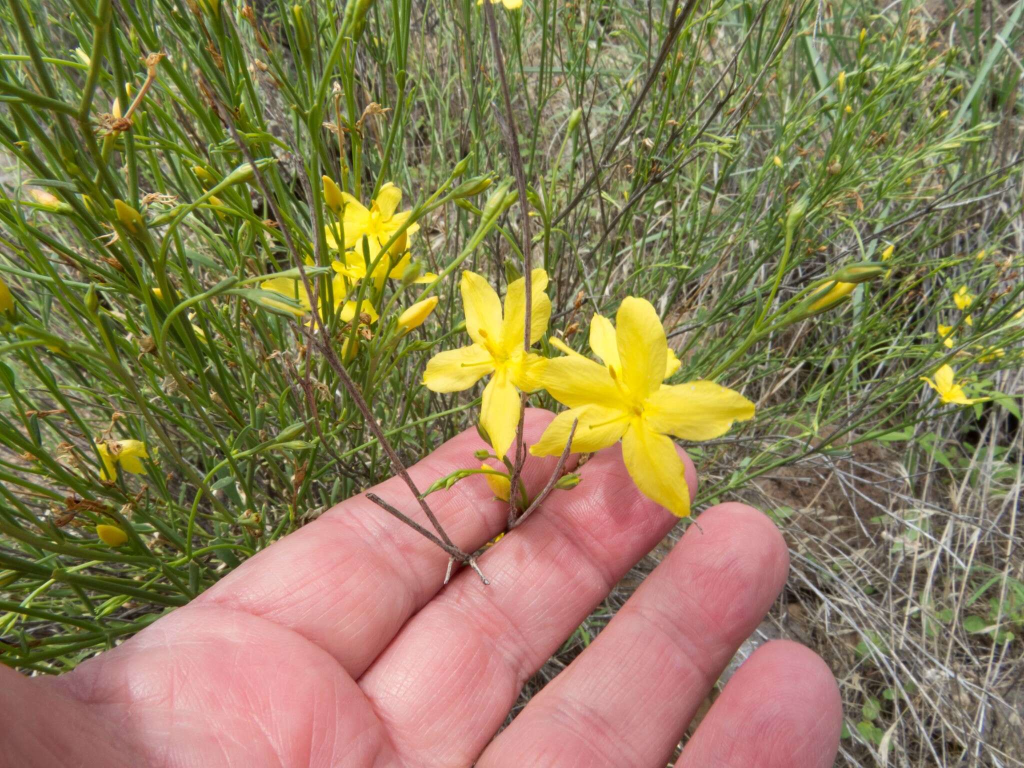 Plancia ëd Menodora scabra Engelm. ex A. Gray