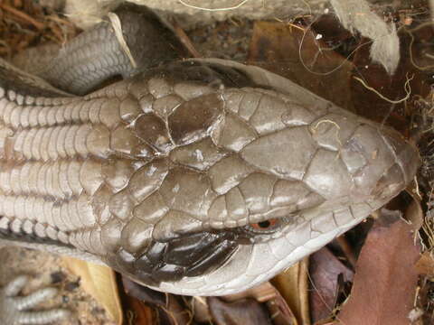 Image of eastern blue-tongued lizard