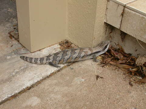 Image of eastern blue-tongued lizard