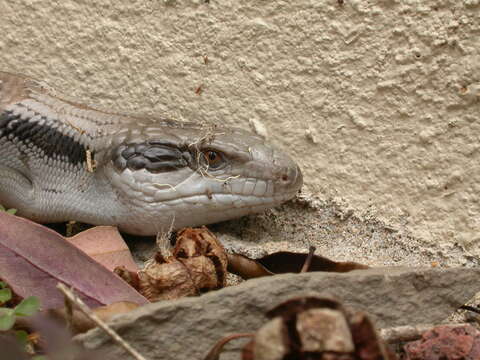 Image of eastern blue-tongued lizard