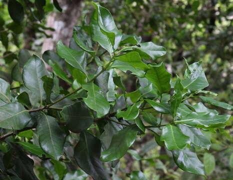 Image of Picconia excelsa (Aiton) DC.