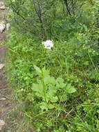 Image of Mountain Heliotrope