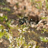 Lasioglossum subviridatum (Cockerell 1938) resmi