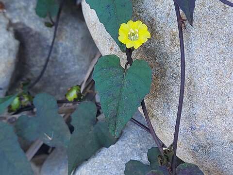 Image of Merremia hederacea (Burm. fil.) Hall. fil.