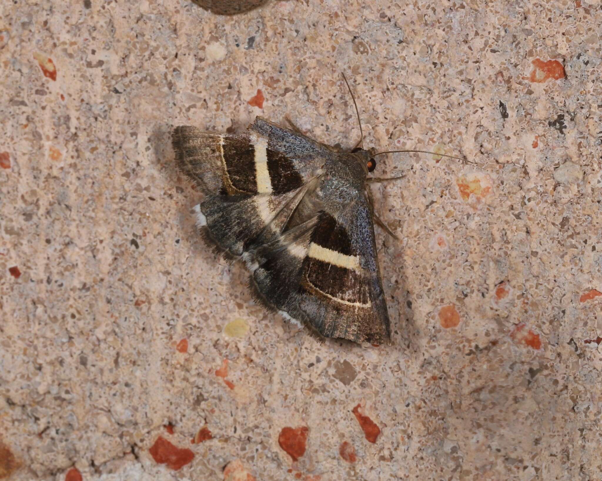 Image of Grammodes occulta Berio 1956