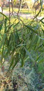 Image of Myoporum platycarpum R. Br.