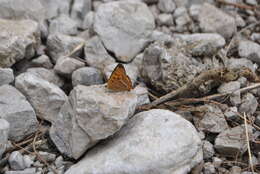 Image of Lycaena li (Oberthür 1886)