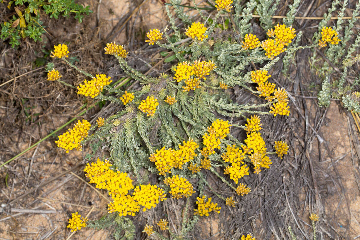 Слика од Helichrysum italicum subsp. microphyllum (Willd.) Nym.