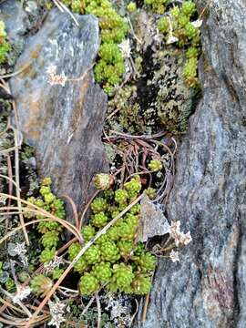 Image of Sedum alpestre Vill.