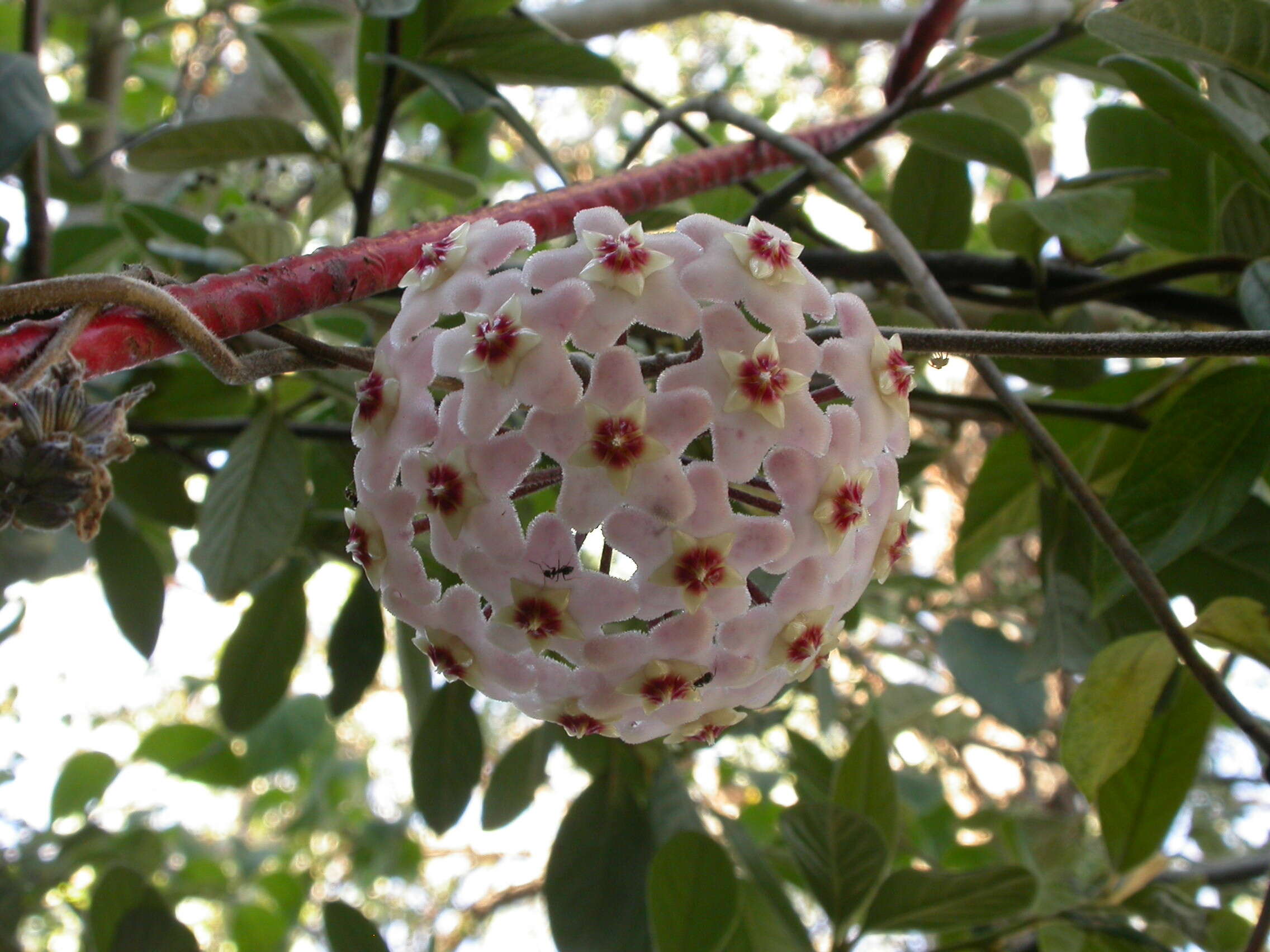 Image of porcelainflower