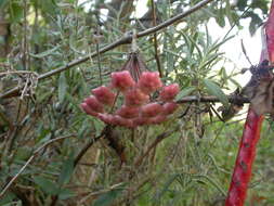 Image of porcelainflower