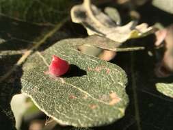 Image of Red Cone Gall Wasp