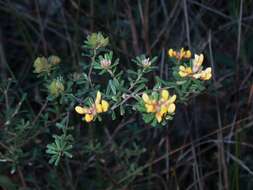 Image of Pultenaea retusa Sm.