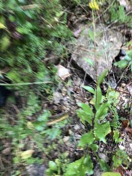 Image of shadowy goldenrod