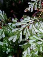 صورة Hymenophyllum peltatum (Poir.) Desv.