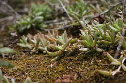 Image of Delosperma hollandii L. Bol.