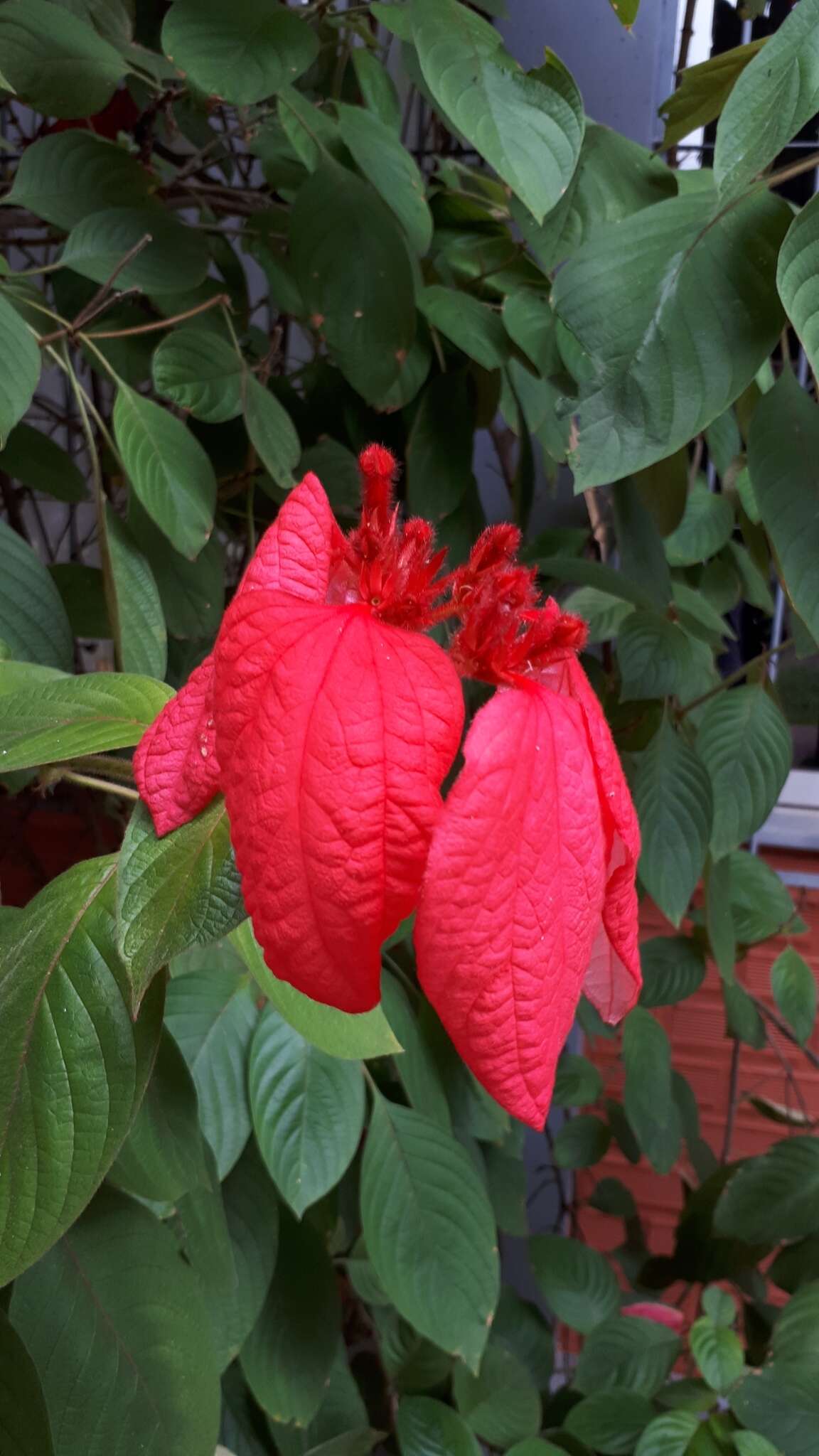 Image of red mussaenda