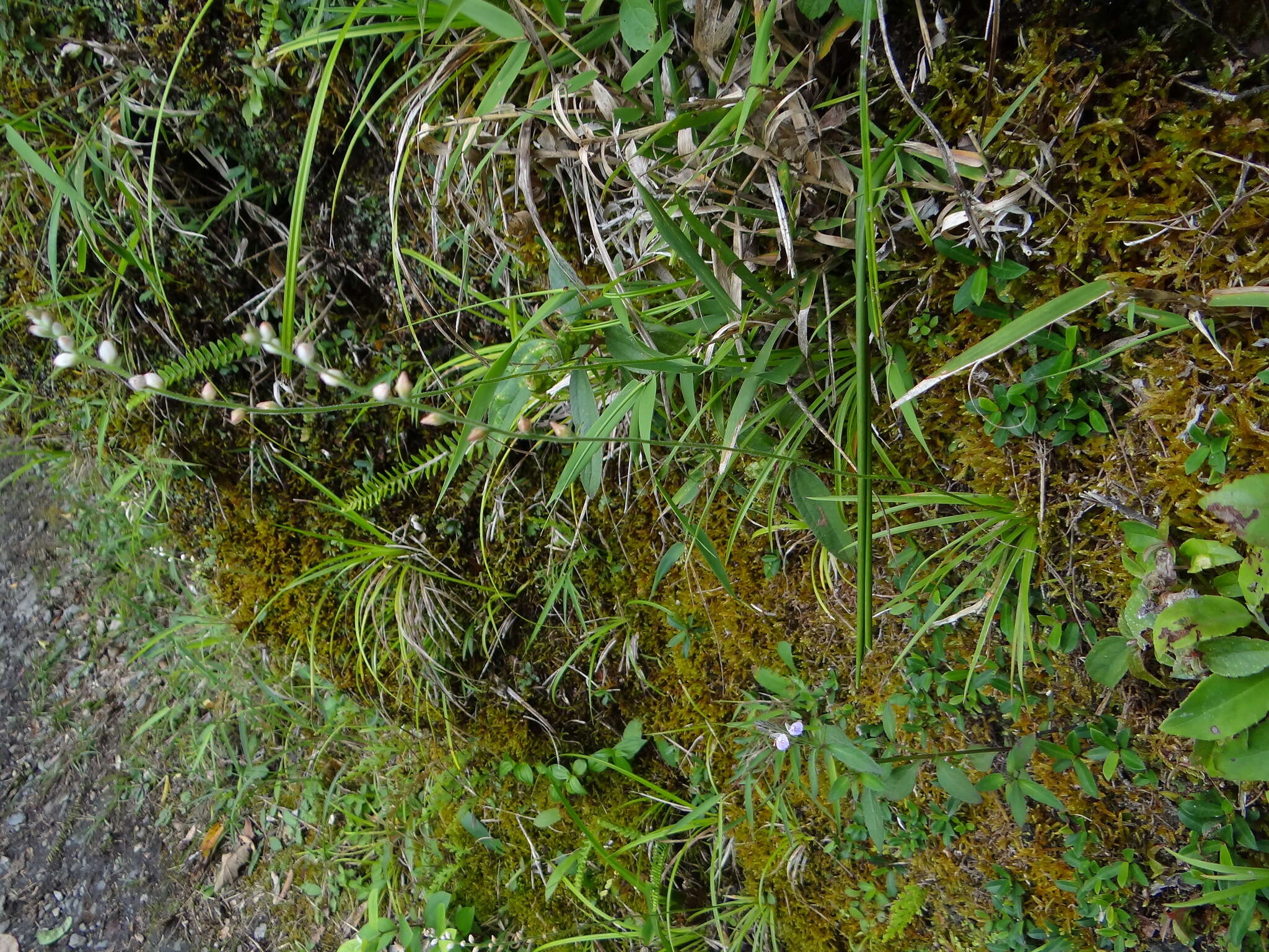 Image of Aletris spicata (Thunb.) Franch.