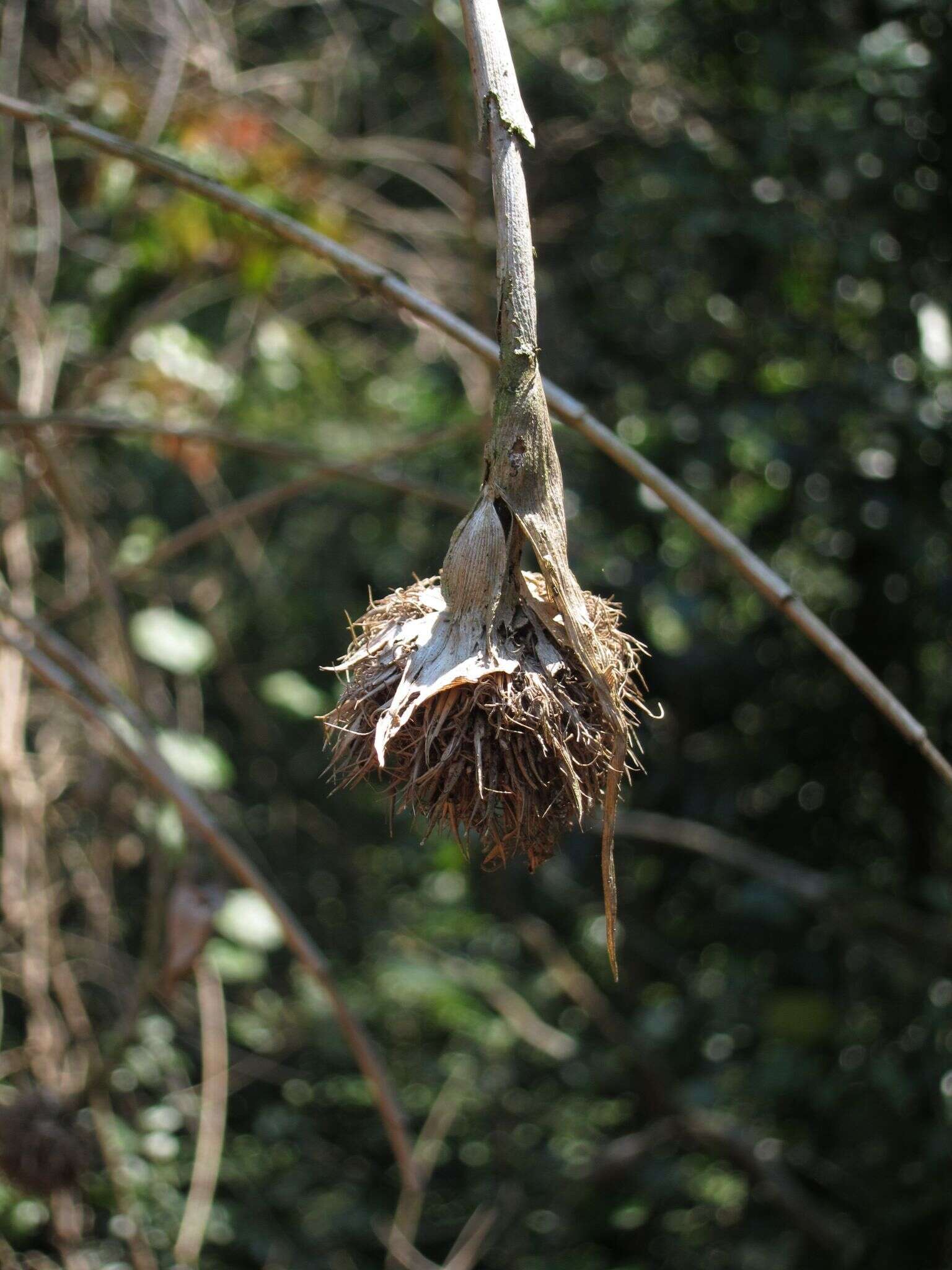 Image of Sokinochloa australis S. Dransf.