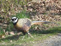 Image of Reeves's Pheasant