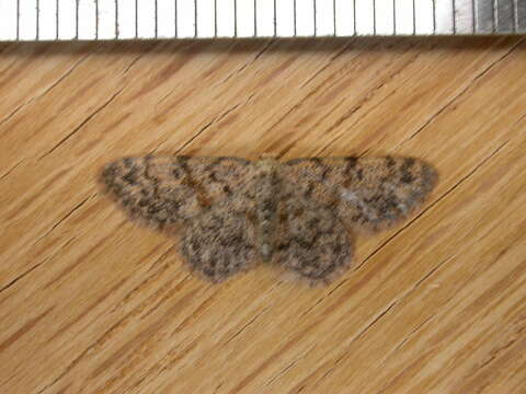 Image of Idaea ferrilinea Warren 1900