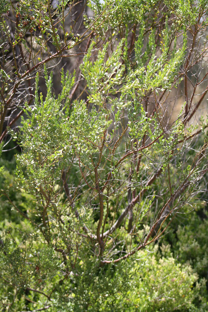 Image of gold-dust acacia