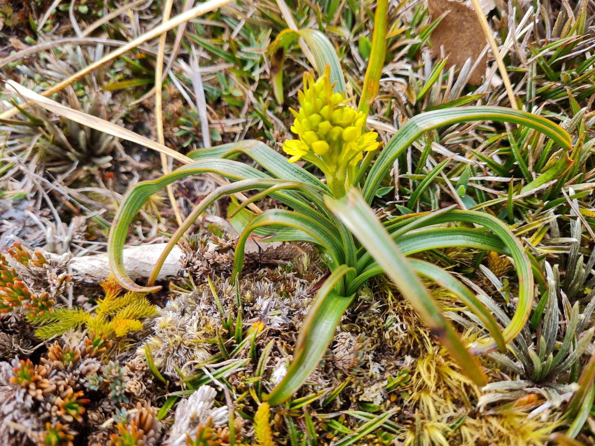 Image of Bulbinella gibbsii var. gibbsii