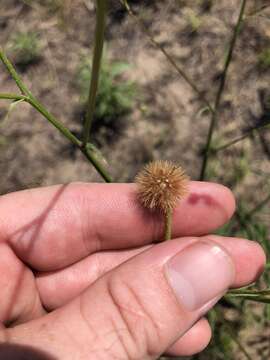 Image of Hooker's scratchdaisy