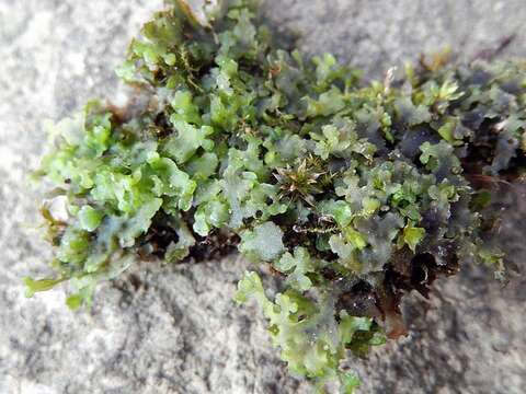 Image of Apopellia (Grolle) Nebel & D. Quandt