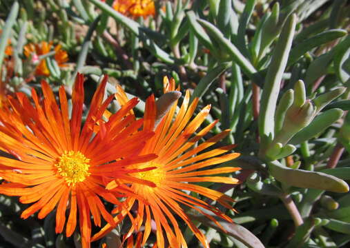 Image of Lampranthus aureus (L.) N. E. Br.