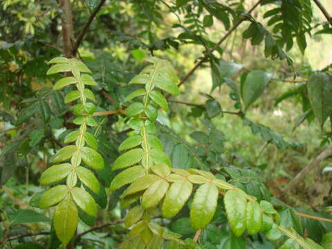 Image of Weinmannia pubescens Kunth