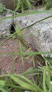 Image of toadflax brocade