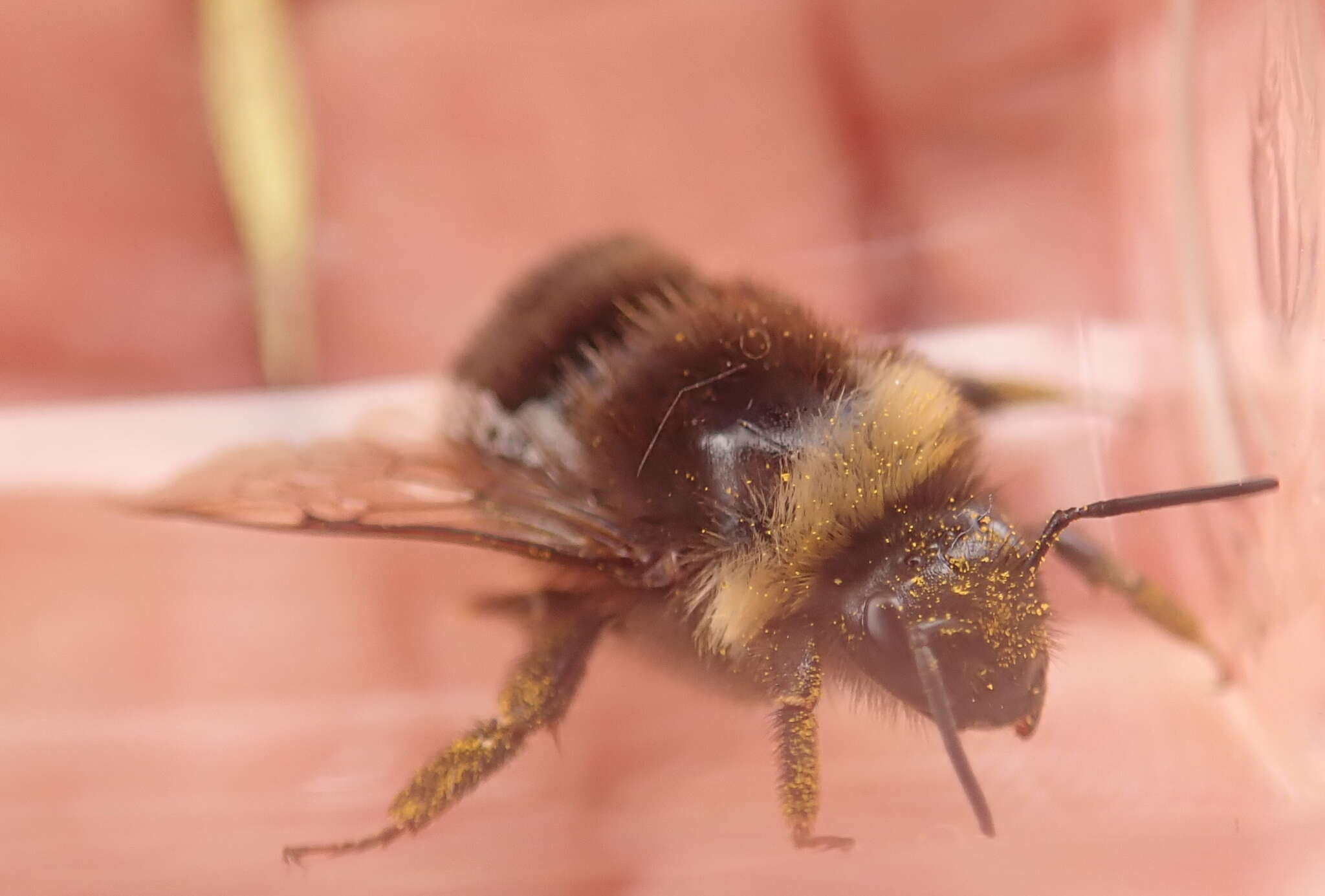 Слика од Bombus occidentalis Greene 1858